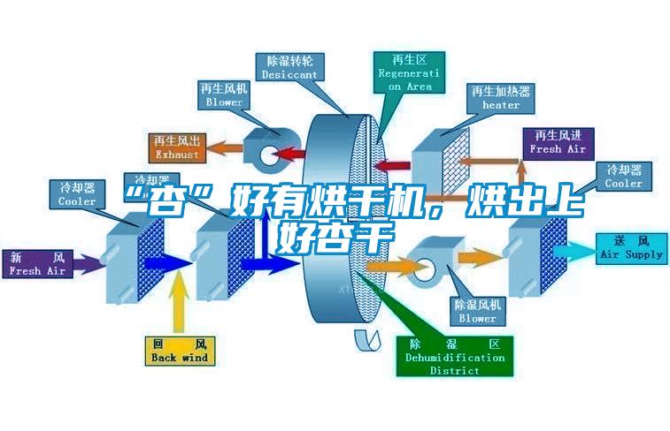 “杏”好有烘干機，烘出上好杏干