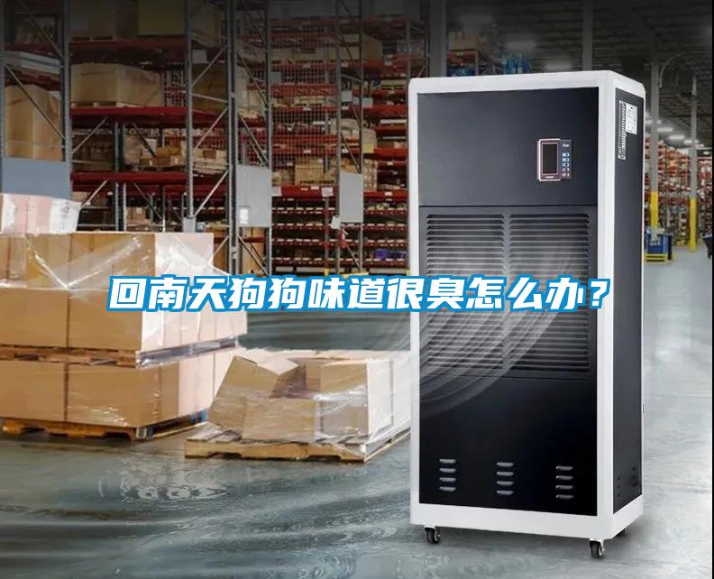 回南天狗狗味道很臭怎么辦？