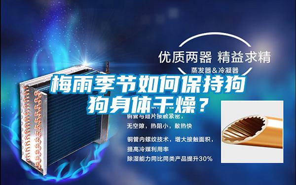 梅雨季節如何保持狗狗身體干燥?