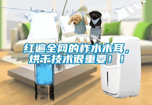紅遍全網的柞水木耳，烘干技術很重要！！