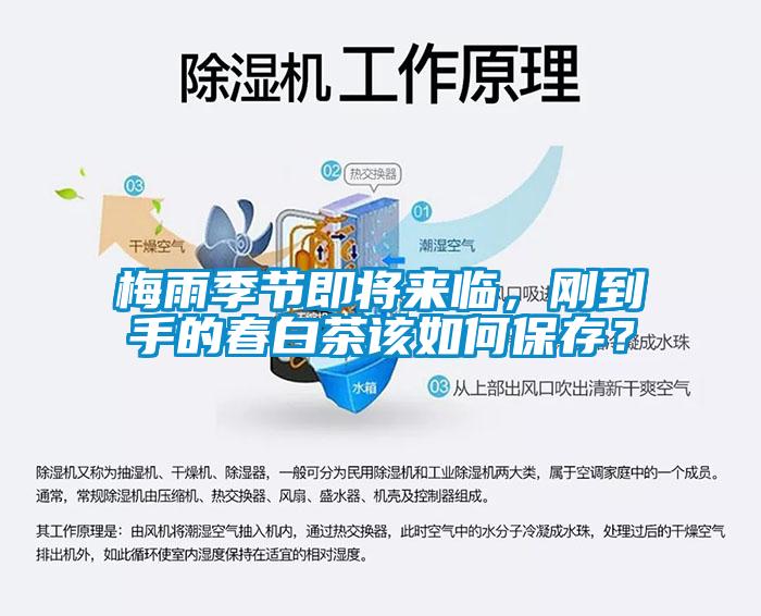 梅雨季節即將來臨,剛到手的春白茶該如何保存?