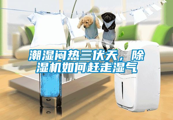 潮濕悶熱三伏天,除濕機(jī)如何趕走濕氣